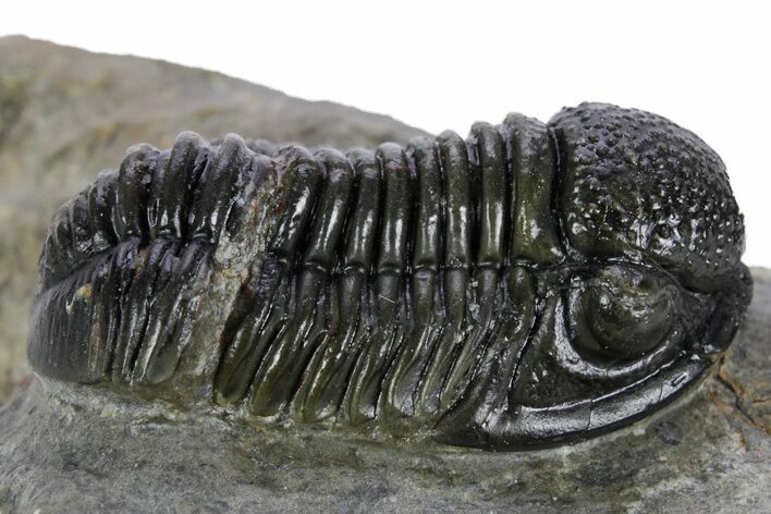 Detailed Gerastos Trilobite Fossil - Morocco #347361